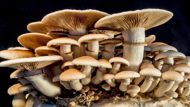 Favorite Mushrooms for Immune Support